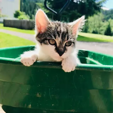 Gospodarstwo agroturystyczne Nasnergut Radstadt