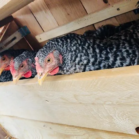 Farmház Nasnergut Radstadt